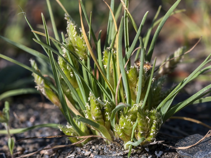 Ammochloa palaestina.02