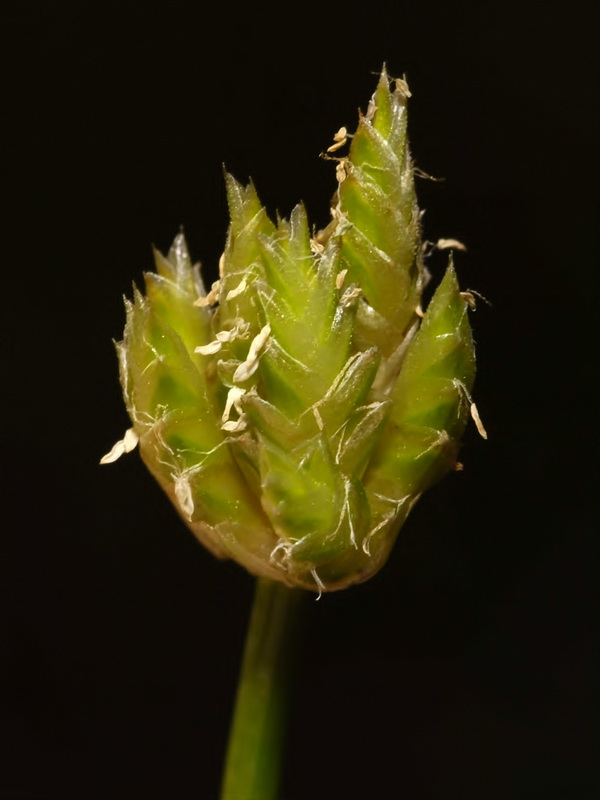 Ammochloa palaestina.05