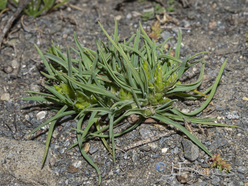 Ammochloa palaestina.12