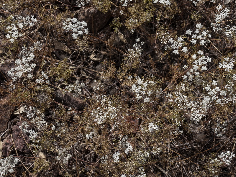 Ammoides pusilla.03