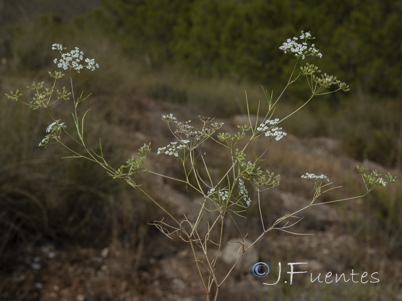 Ammoides pusilla.14