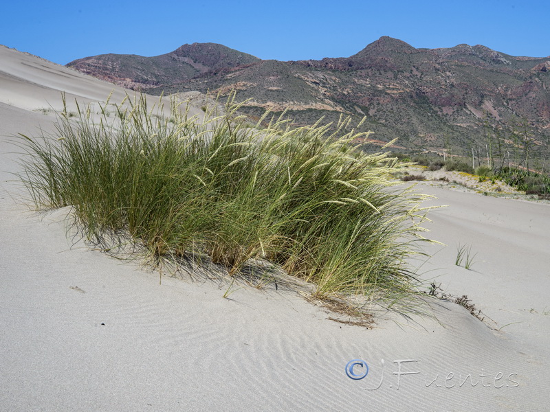 Ammophila arenaria arundinacea.02