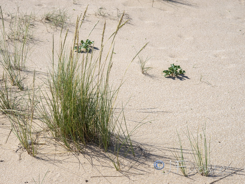 Ammophila arenaria arundinacea.03