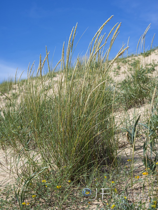Ammophila arenaria arundinacea.05