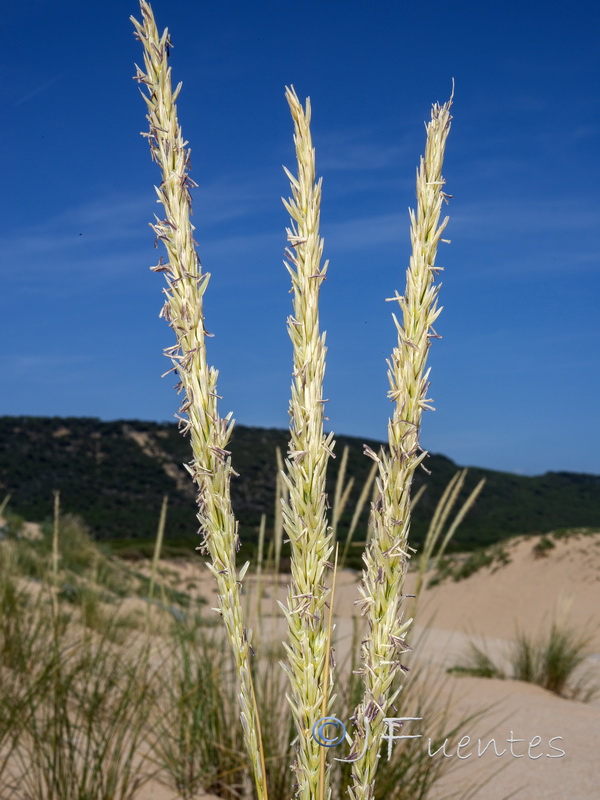 Ammophila arenaria arundinacea.07