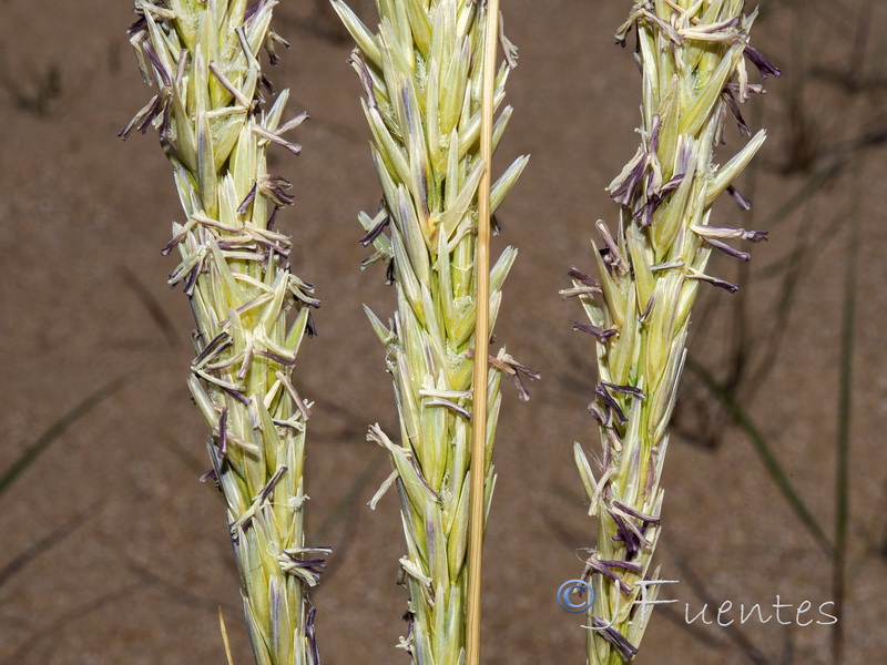 Ammophila arenaria arundinacea.09