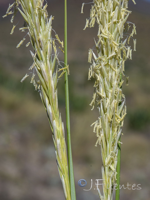 Ammophila arenaria arundinacea.10