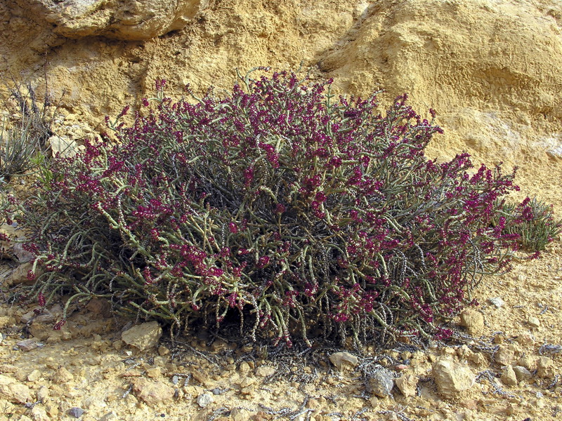 Anabasis articulata.05