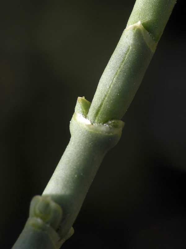 Anabasis articulata.14