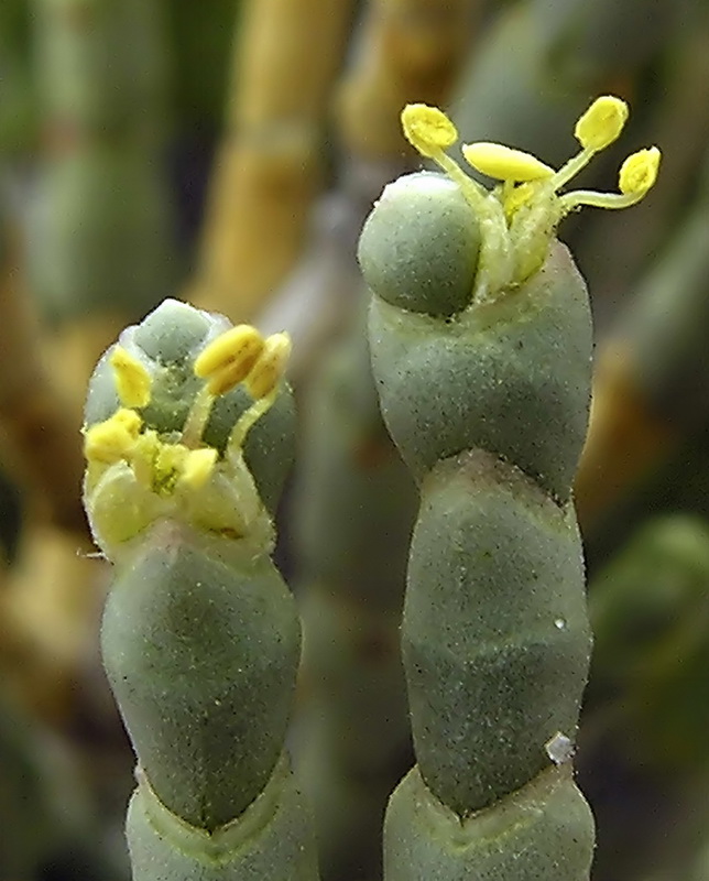 Anabasis articulata.16