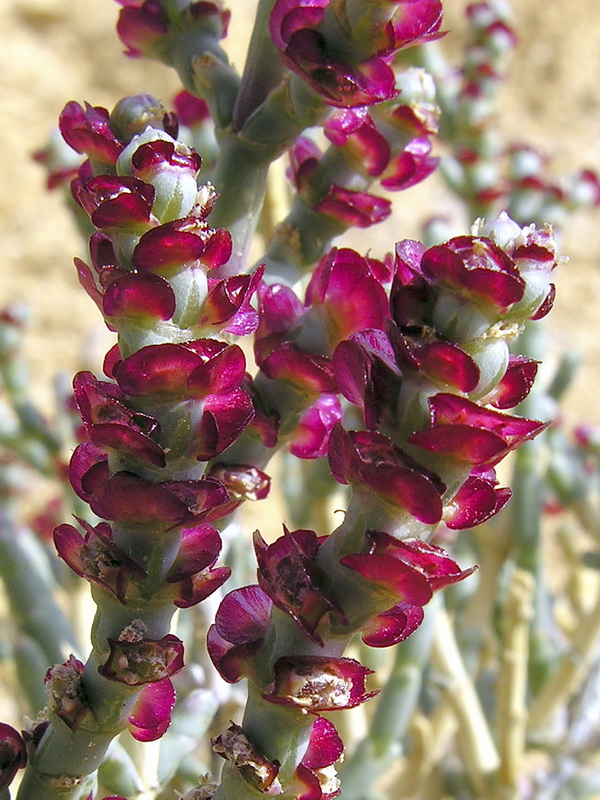 Anabasis articulata.17