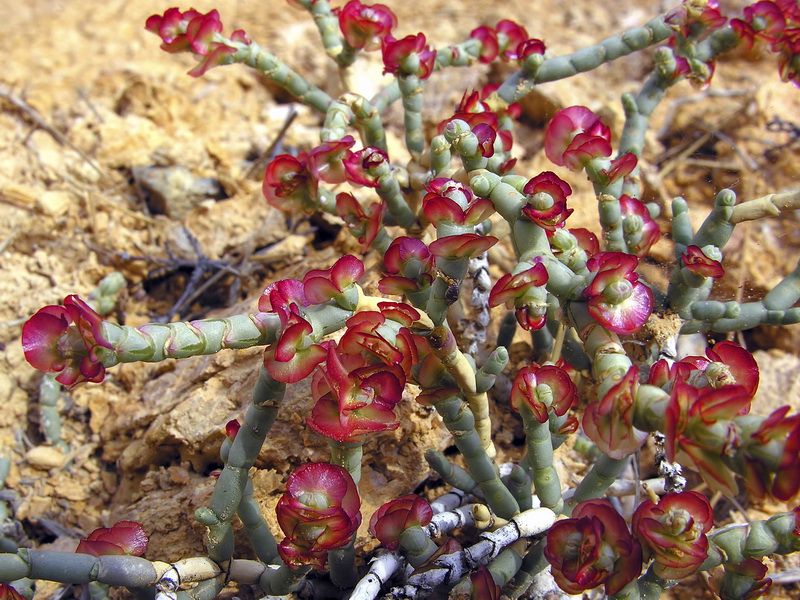 Anabasis articulata.19