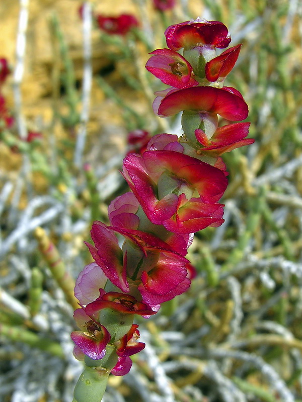 Anabasis articulata.20
