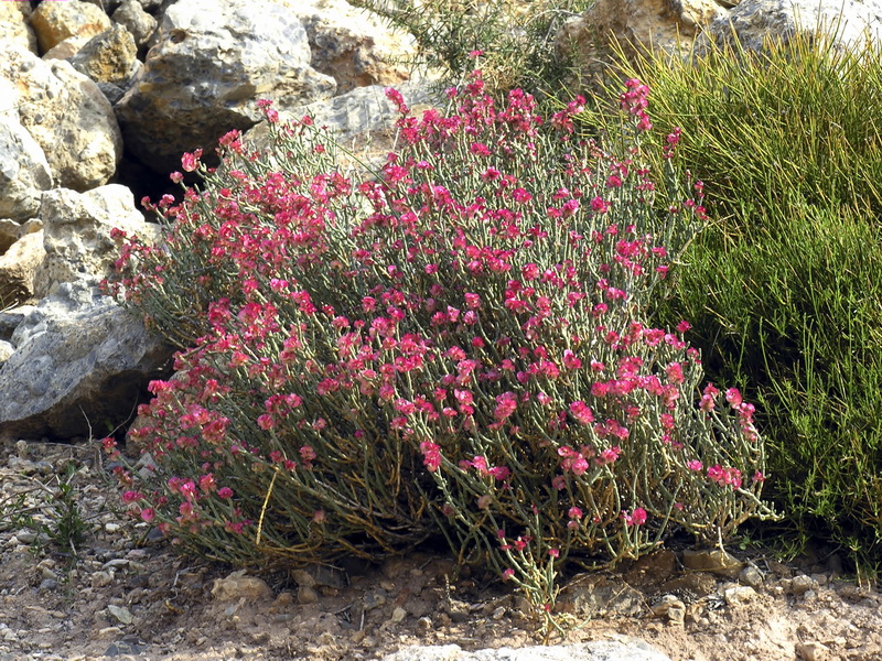Anabasis articulata.21