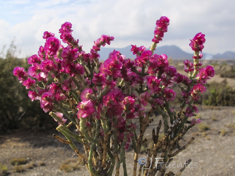 Anabasis articulata.22