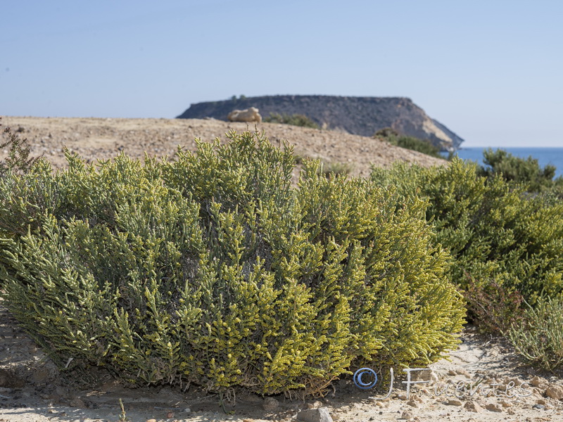Anabasis articulata.27