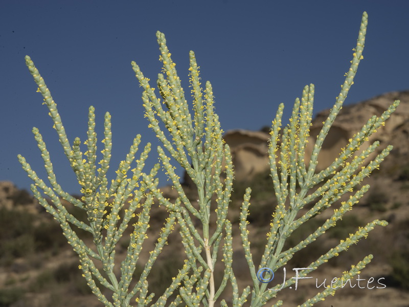 Anabasis articulata.29