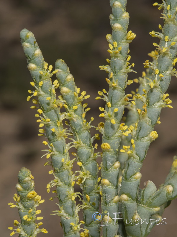Anabasis articulata.31