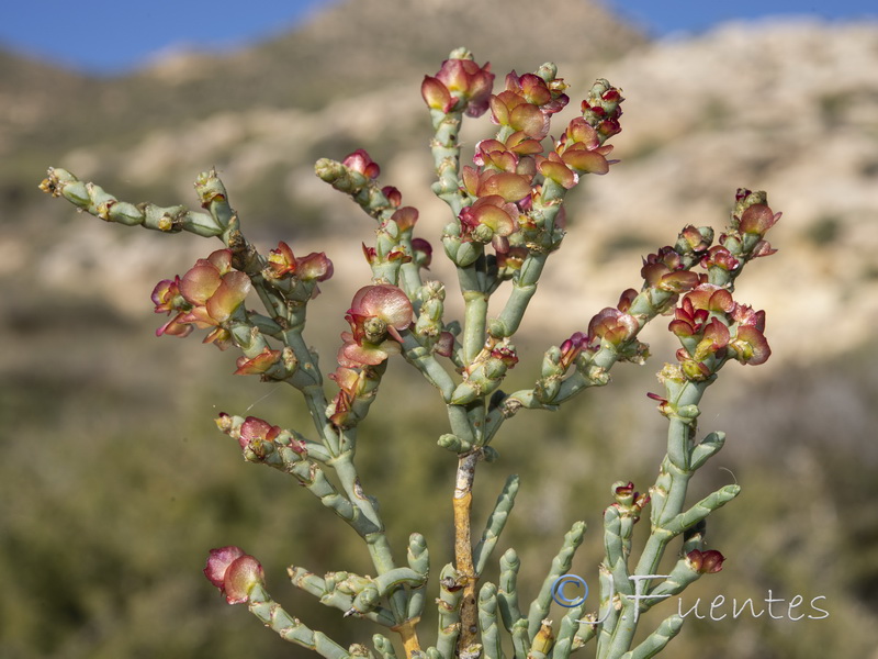 Anabasis articulata.32