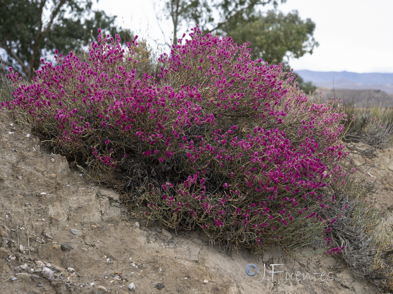 Anabasis articulata.33