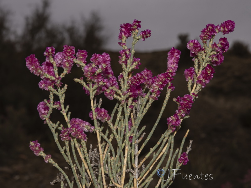 Anabasis articulata.34
