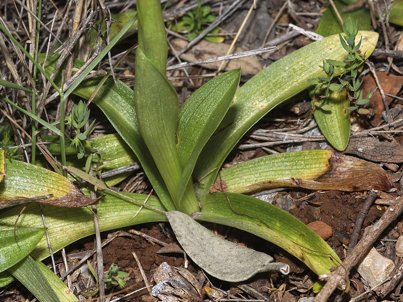 Anacamptis morio.07