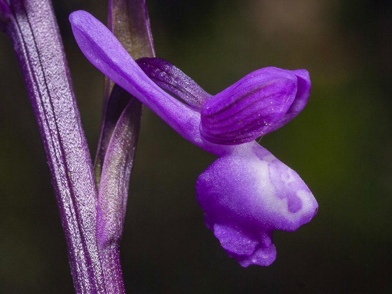 Anacamptis morio.17