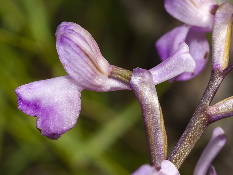 Anacamptis morio.20