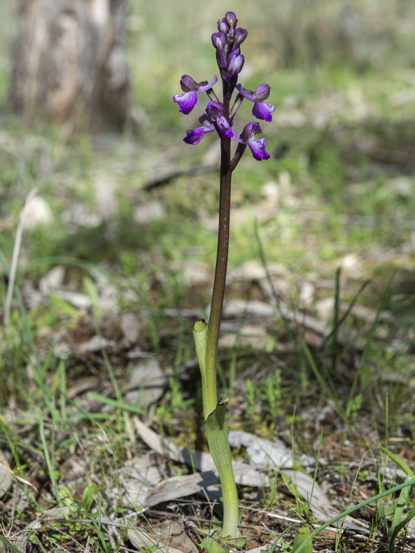 Anacamptis morio.30