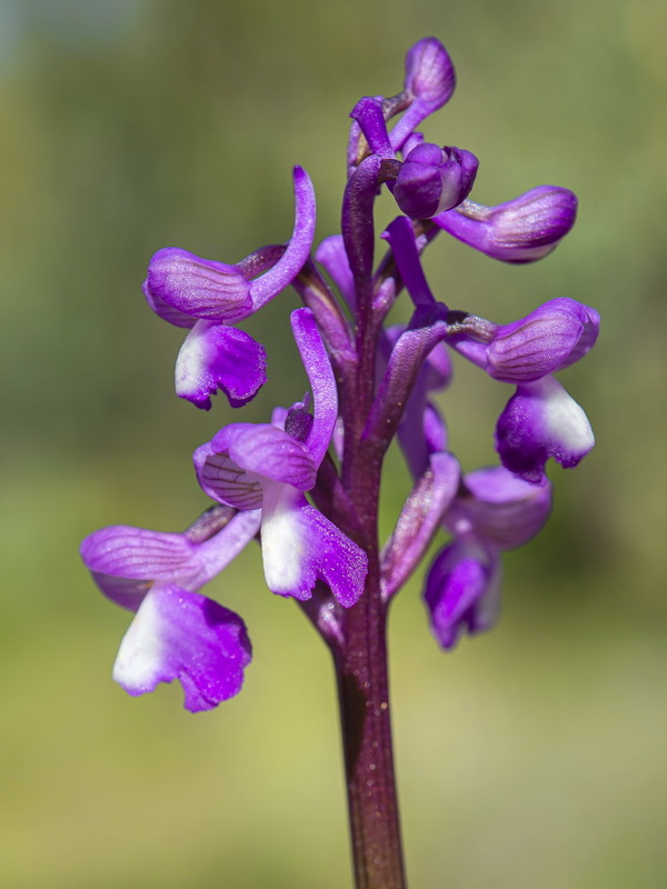 Anacamptis morio.33