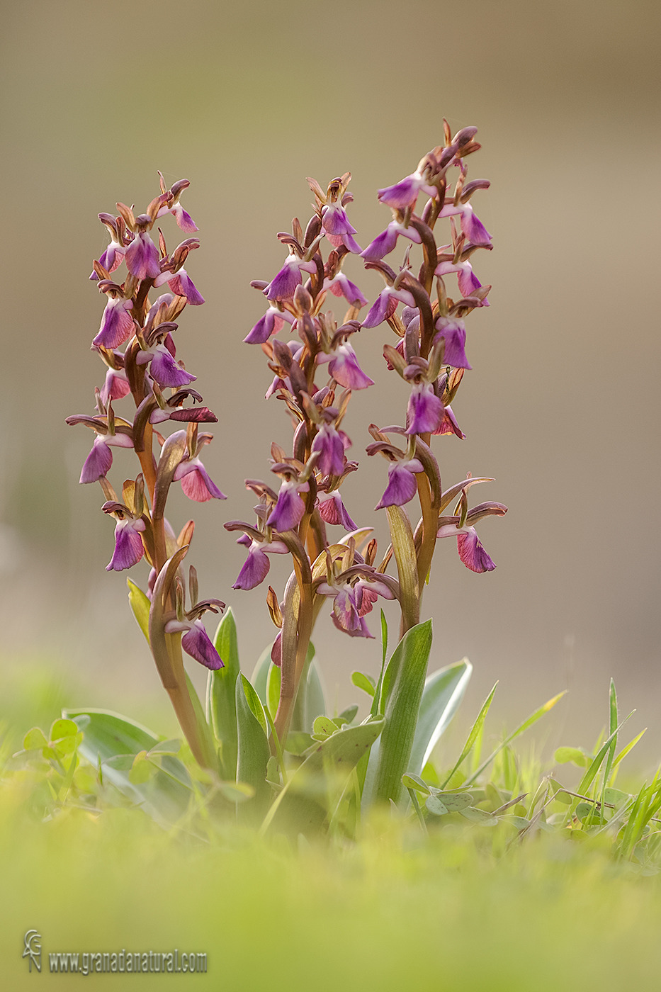 Anacamptis collina 1