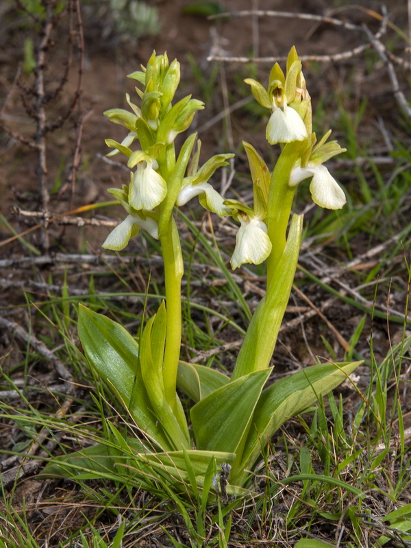 Anacamptis collina.02