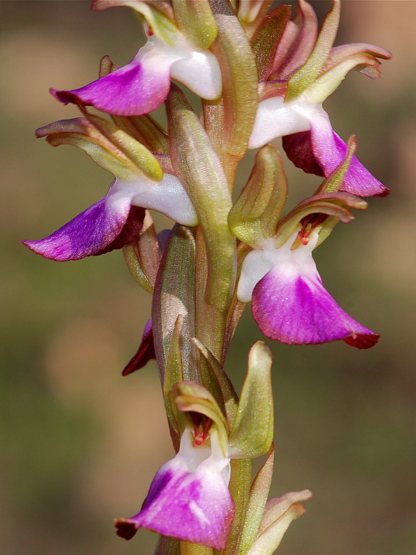 Anacamptis collina.18
