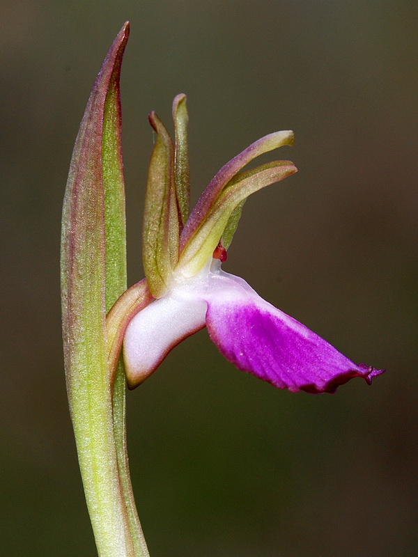 Anacamptis collina.28