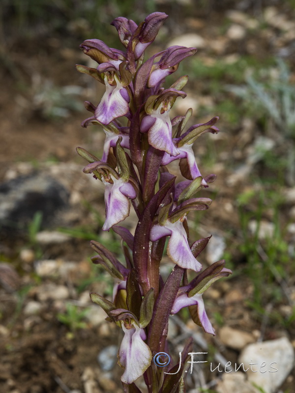 Anacamptis collina.35