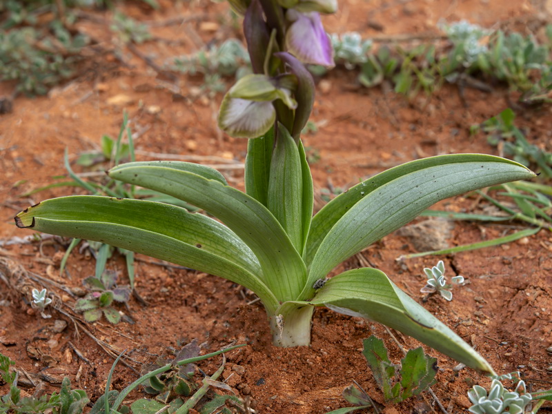 Anacamptis collina.36
