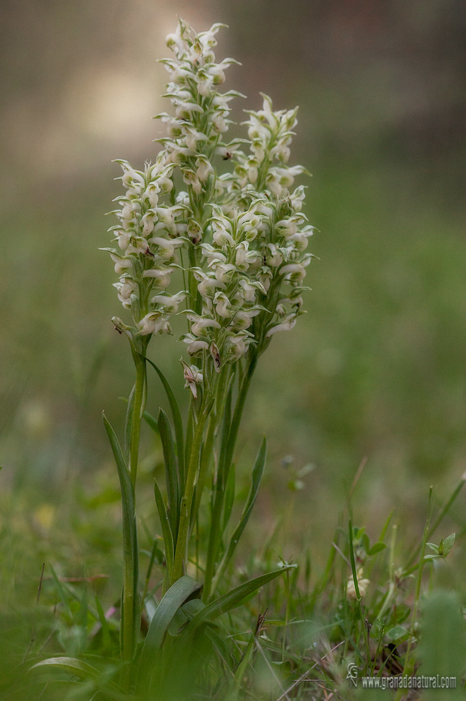 Anacamptis coriophora