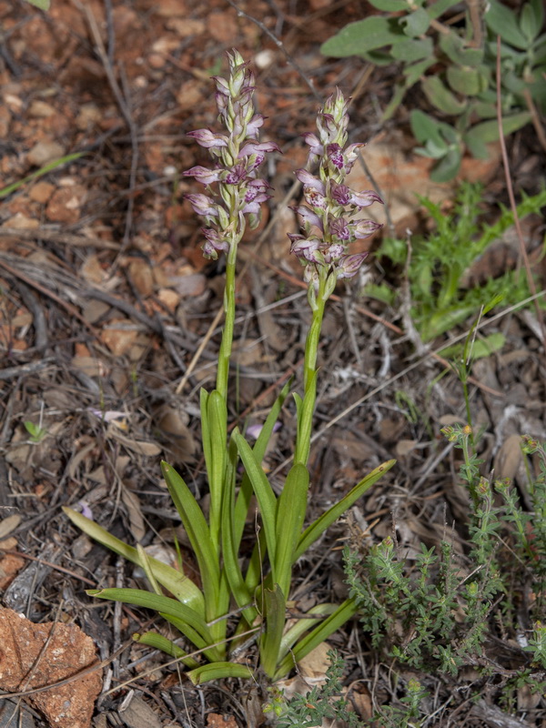 Anacamptis coriophora.01