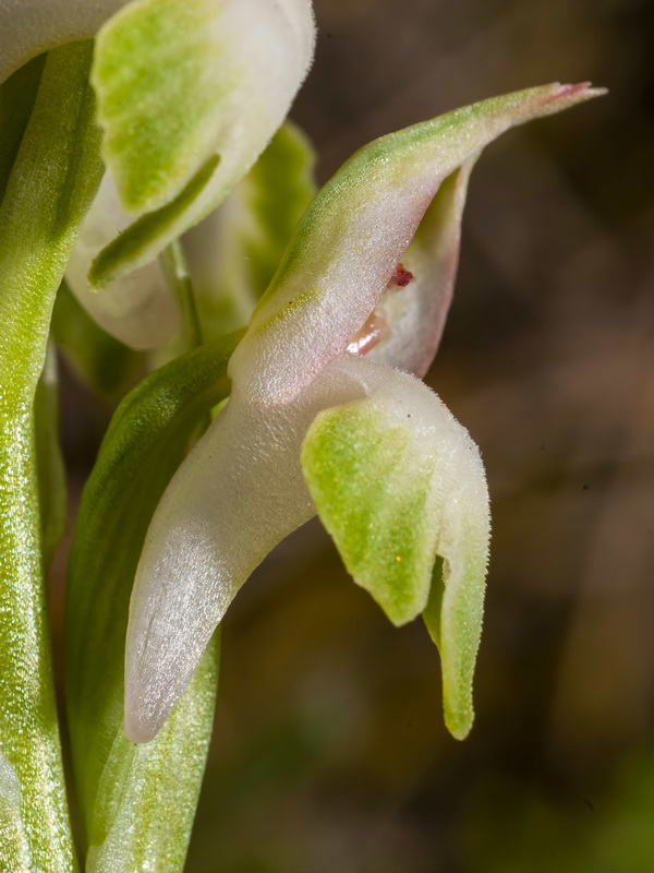 Anacamptis coriophora.29