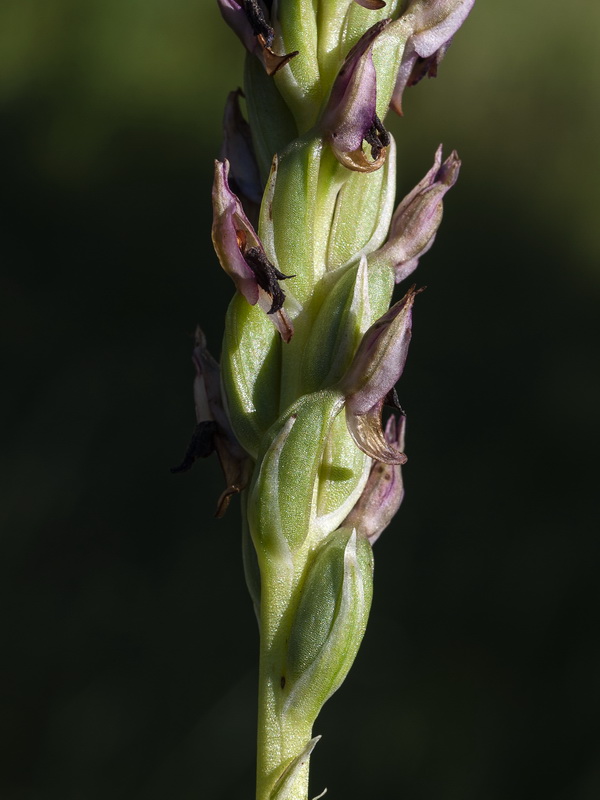 Anacamptis coriophora.31