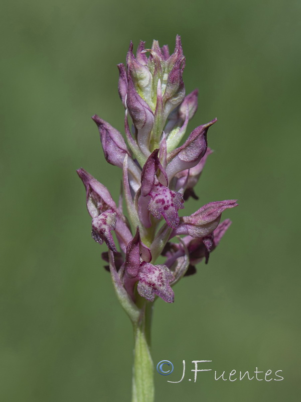 Anacamptis coriophora.38