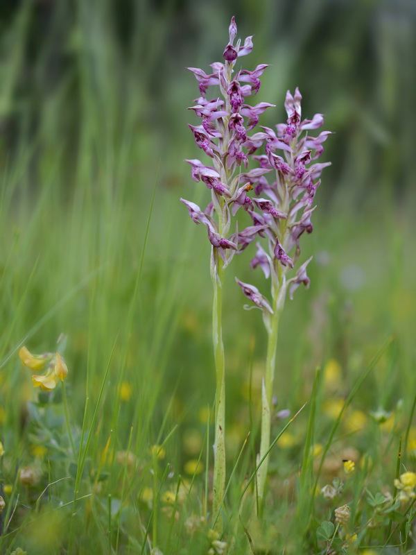 Anacamptis coriophora.42