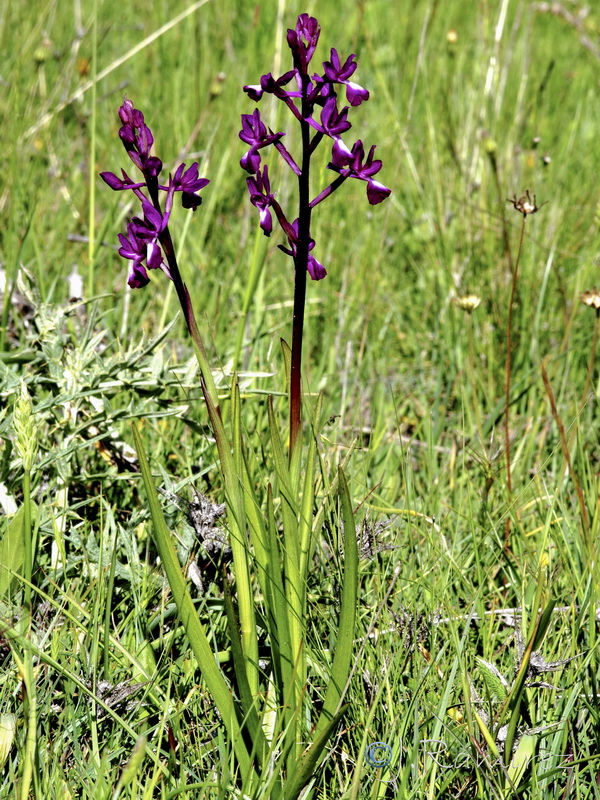 Anacamptis laxiflora.01