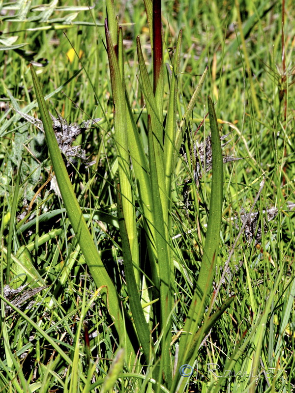 Anacamptis laxiflora.03