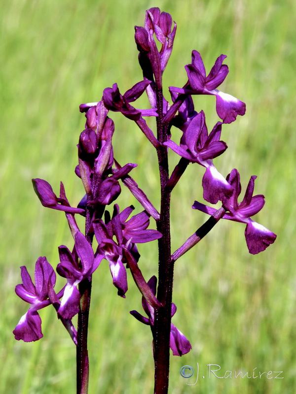 Anacamptis laxiflora.04