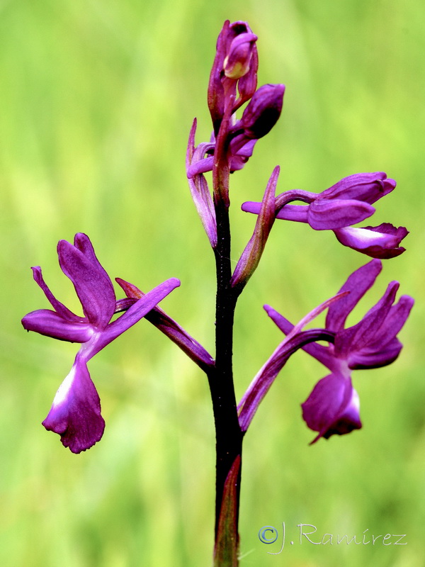 Anacamptis laxiflora.06