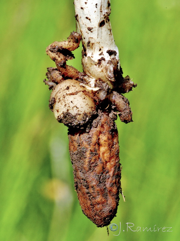 Anacamptis laxiflora.08