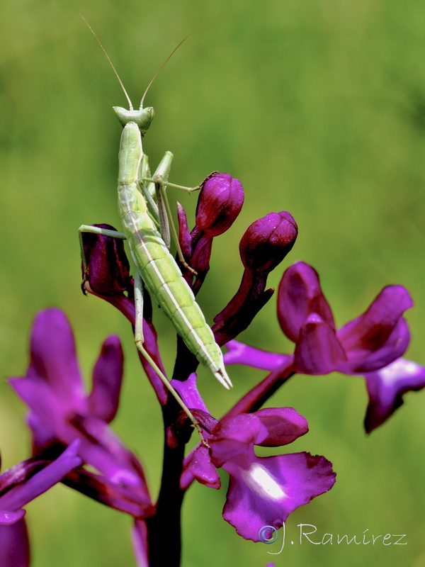 Anacamptis laxiflora.09