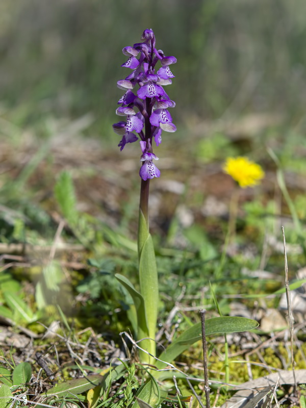 Anacamptis morio.01