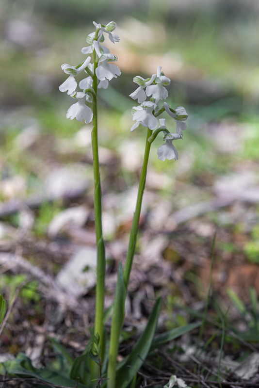 Anacamptis morio.10